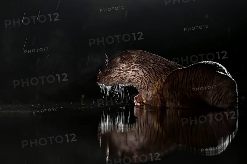 European otter (Lutra lutra) on night hunting in the water