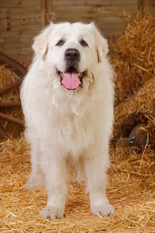 Pyrenean mountain dog
