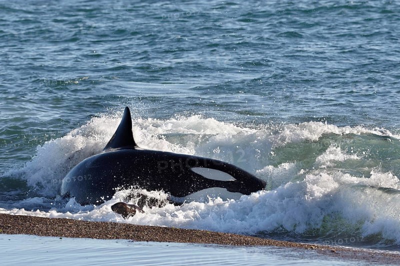 Orca (Orcinus orca) attacking sea lion pups (Otaria flavescens) at the beach