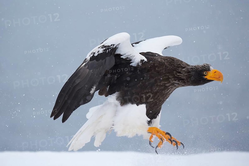 Steller's sea eagle (Haliaeetus pelagicus) landing in the snow