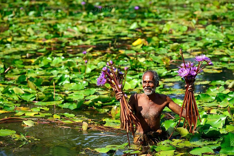 Old man collects flowers of Blue Lotus (Nymphaea caerulea) in a lake near Habarana