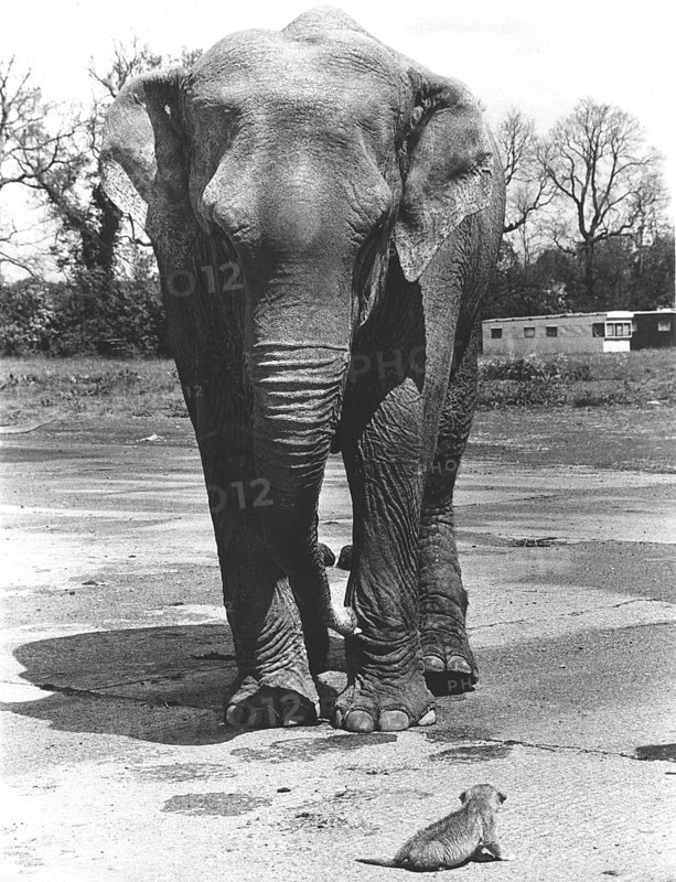Elephant with small lion