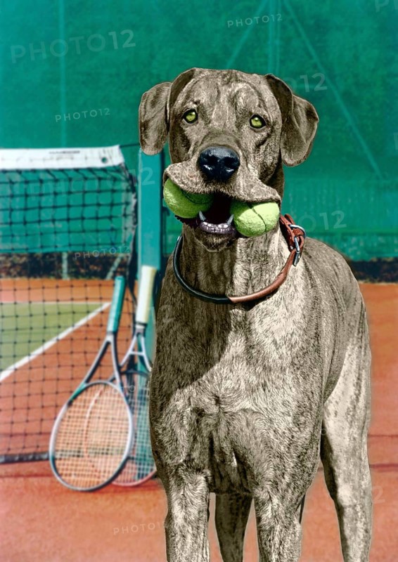 Great Dane with tennis balls