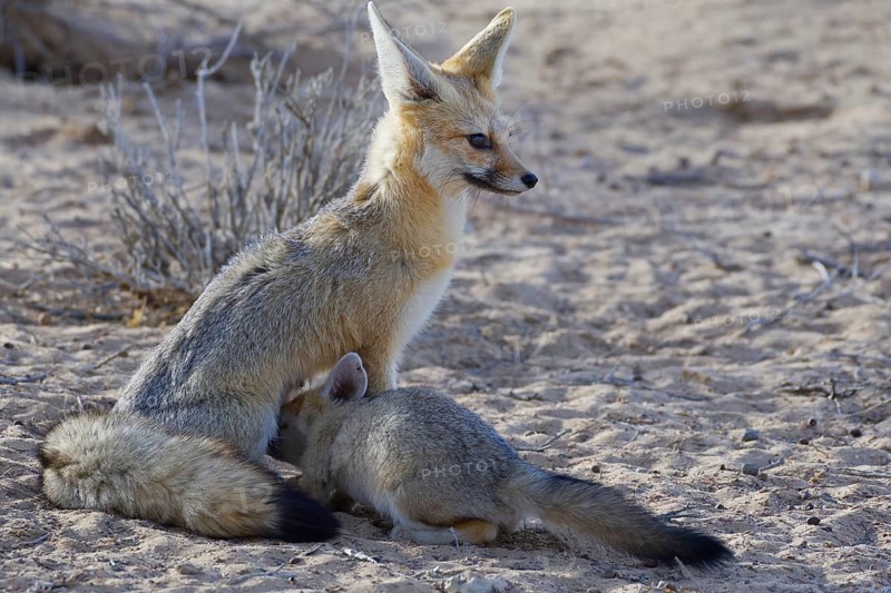 Cape foxes (Vulpes chama)