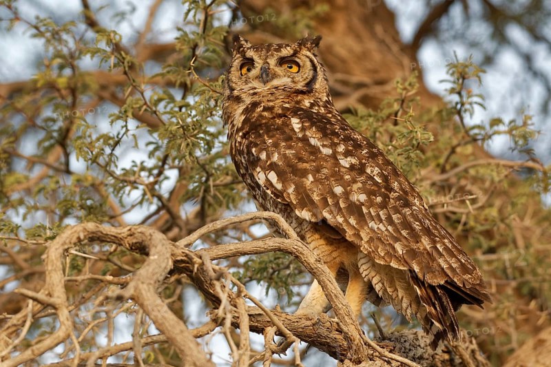 Spotted eagle-owl (Bubo africanus)