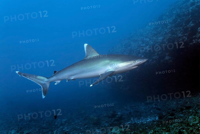 Silvertip shark (Carcharhinus albimarginatus) floats over coral reef