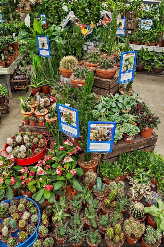 Various cactus plants