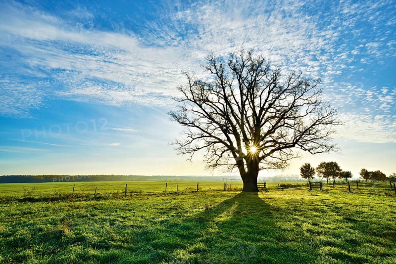 Sun shines through large bare oak
