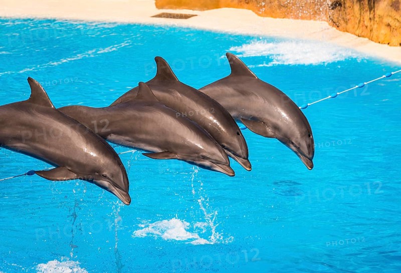 Bottlenose dolphins (Tursiops truncatus) jump out of the water
