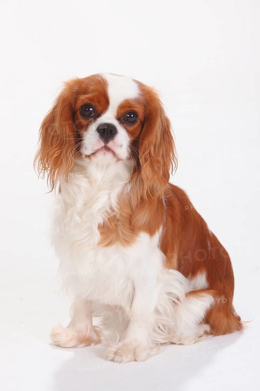 Cavalier King Charles Spaniel