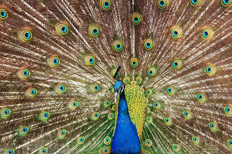 Indian peafowlenhahn (Pavo cristatus)
