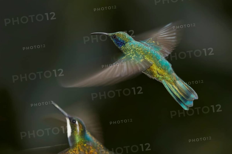 Green violetear (Colibri thalassinus) in flight