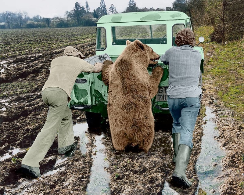Bear pushes a car with two men