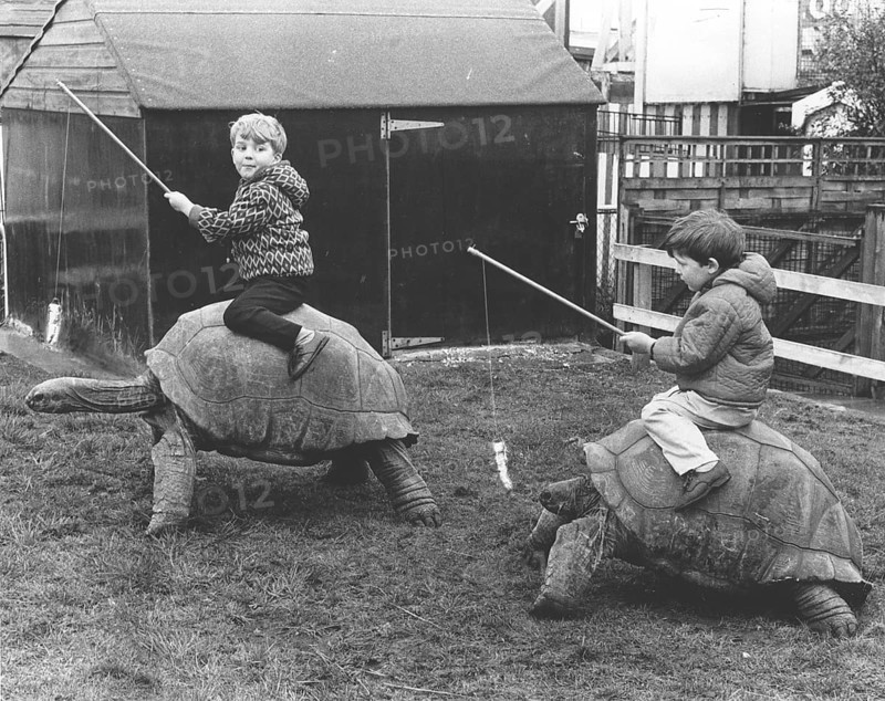 Children ride on giant tortoises
