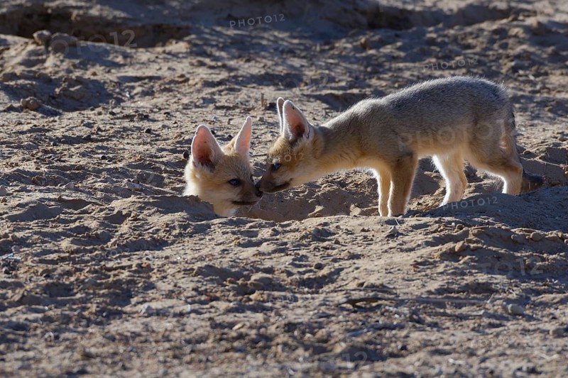 Two young Cape foxes (Vulpes chama)