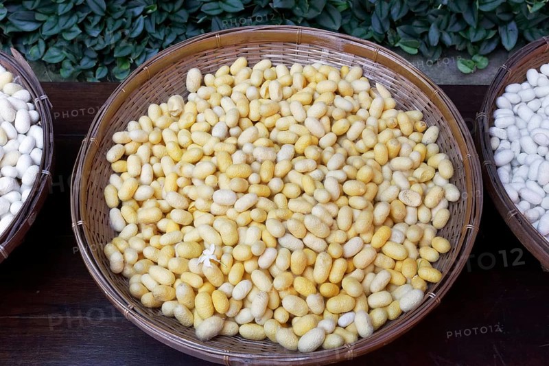 Yellow Silkworm Cocoons