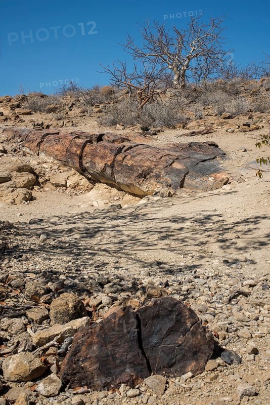 Petrified Tree Trunks