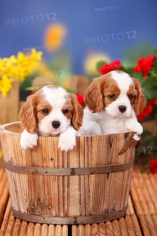 Cavalier King Charles Spaniel