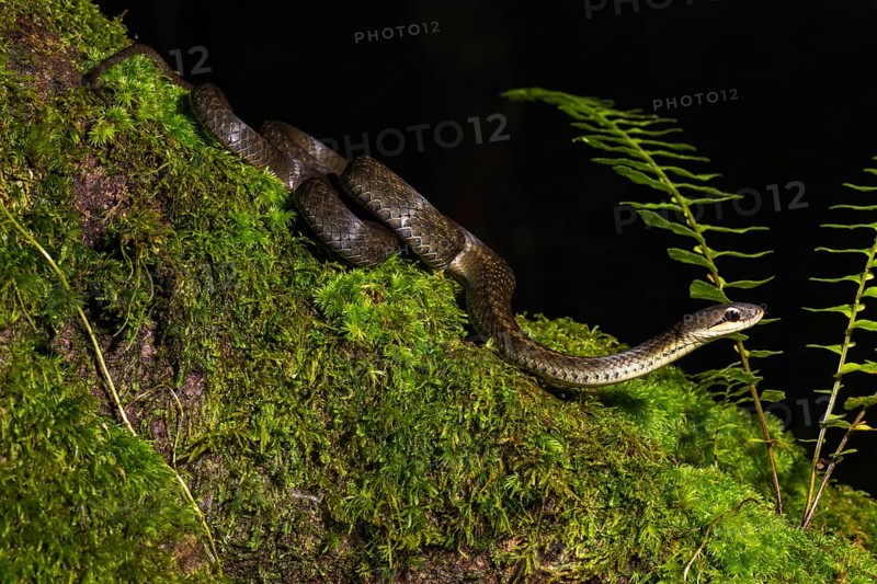 Forest Water Snake (Thamnosophis infrasignatus) crawls on moss