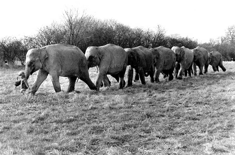 Elephants take girls for a walk