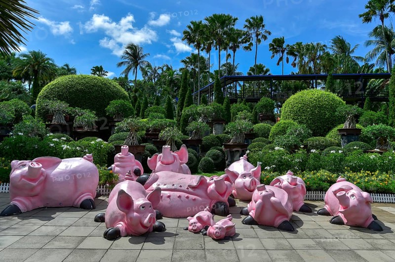 Pig figures
