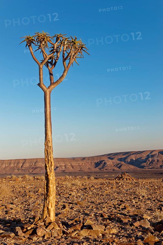 Young quiver tree or kokerboom (Aloe dichotoma) at Fish River Canyon