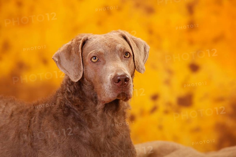 Chesapeake Bay Retriever