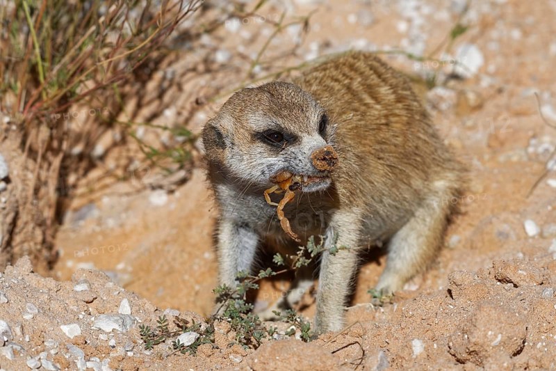 Meerkat (Suricata suricatta)
