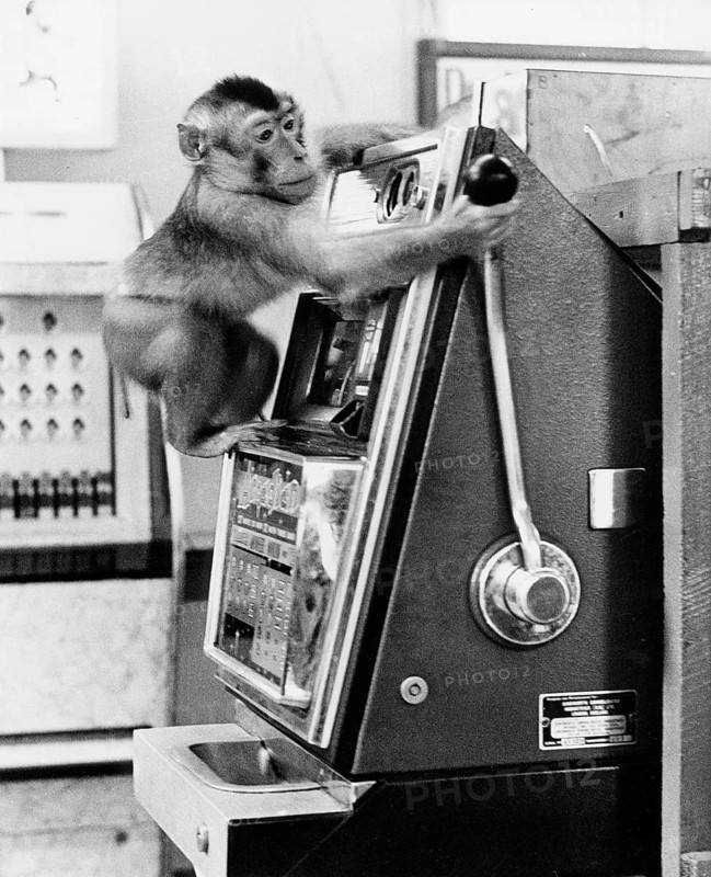 Monkey operates slot machines