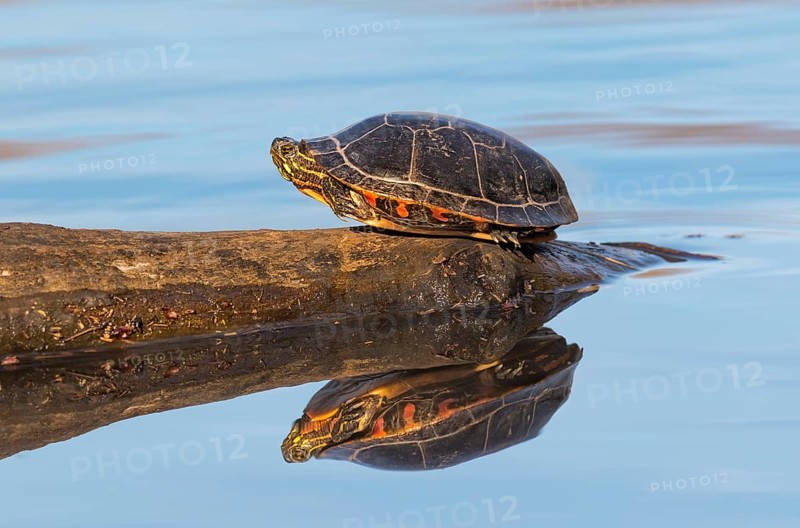 Eastern Painted Turtle (Chrysemys picta picta) sunbathing at a pond