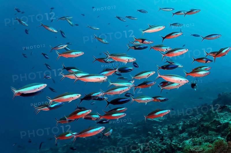 Swarm Neon fusiliers (Pterocaesio tile)