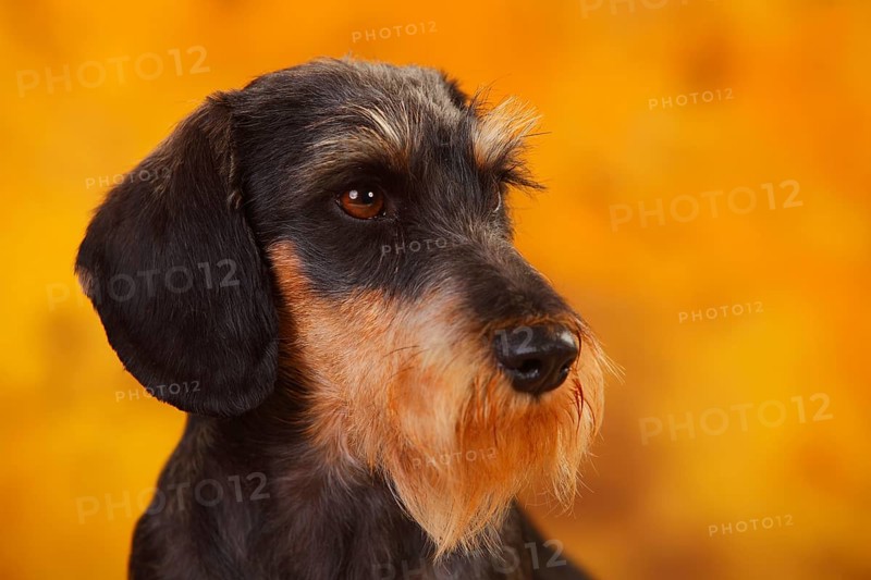 Little Grey-haired Dachshund