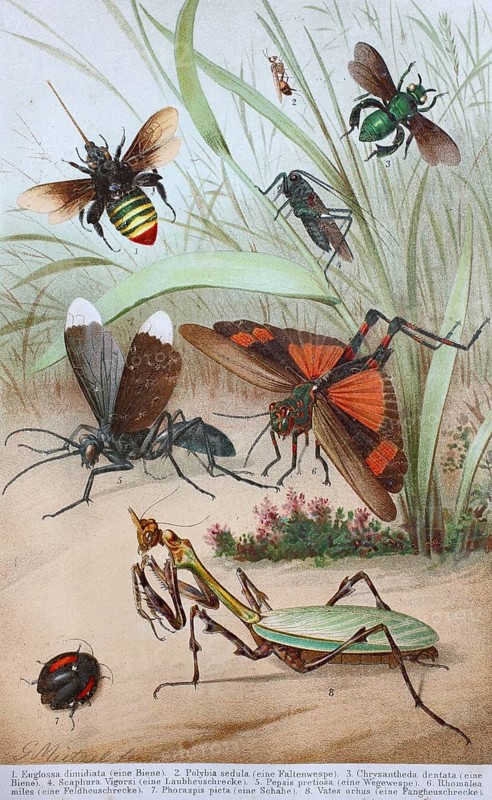 Historical image of various insects