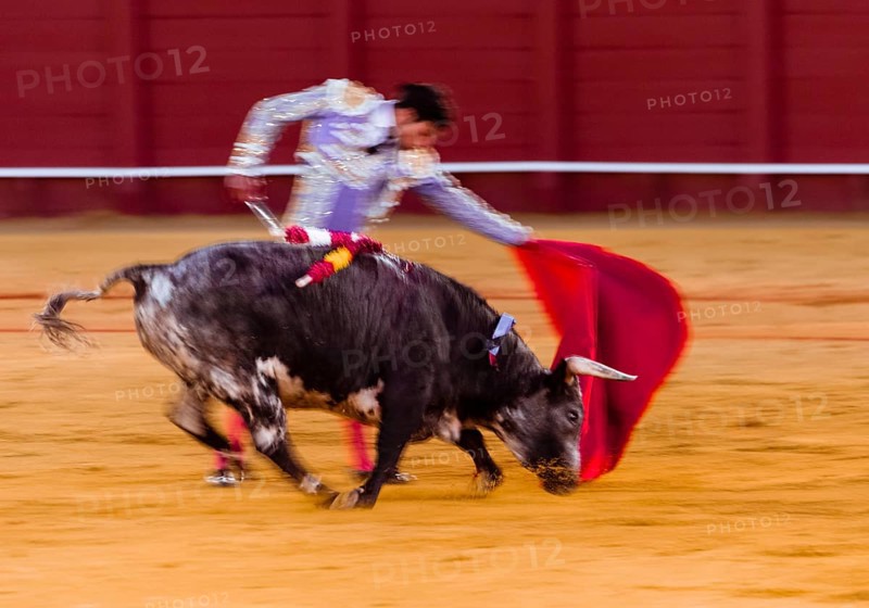 Racing bull with Matador