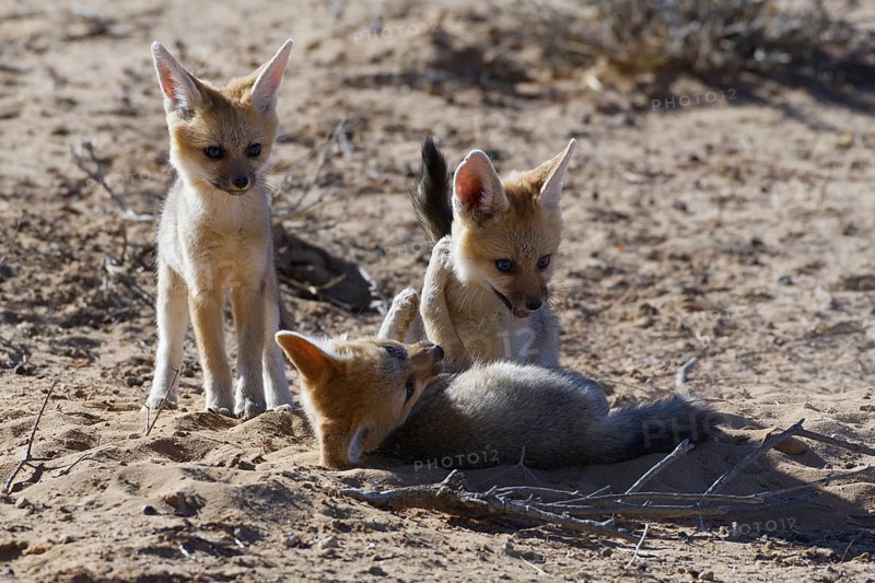 Cape foxes (Vulpes chama)