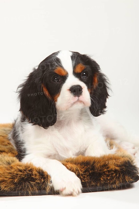 Cavalier King Charles Spaniel