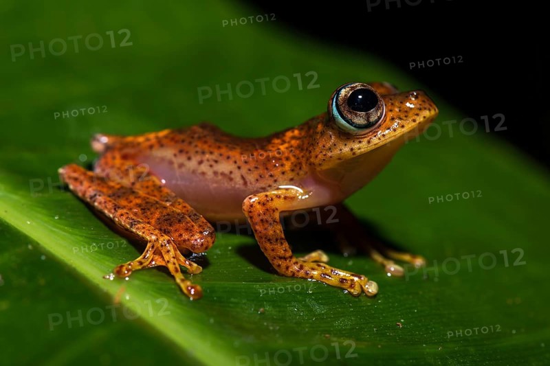 Tree climbing frog species (Boophis pyrrhus) sits on leaf