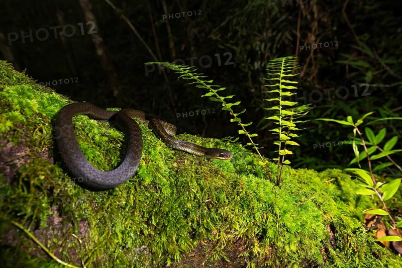 Forest Water Snake (Thamnosophis infrasignatus) crawls on moss