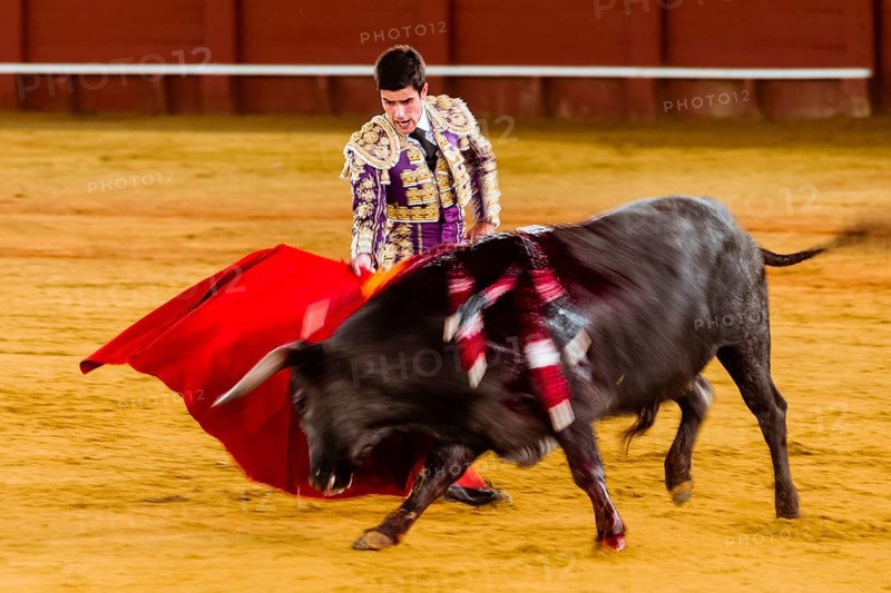 Racing bull with Matador