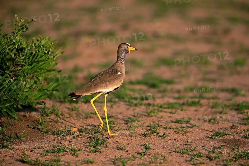 African wattled lapwing (Vanellus senegallus)