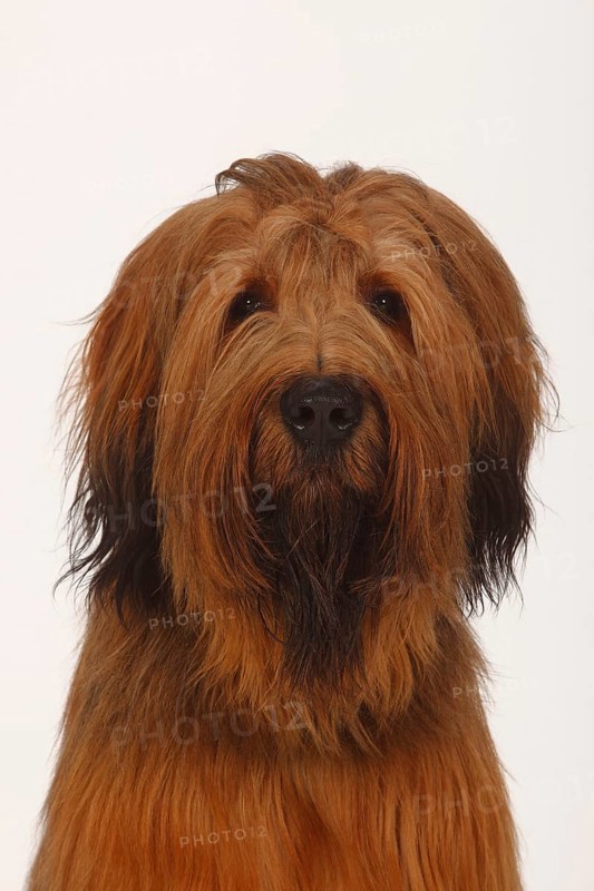 Briard