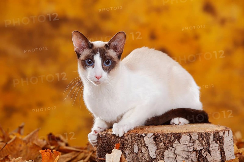 Siamese cat