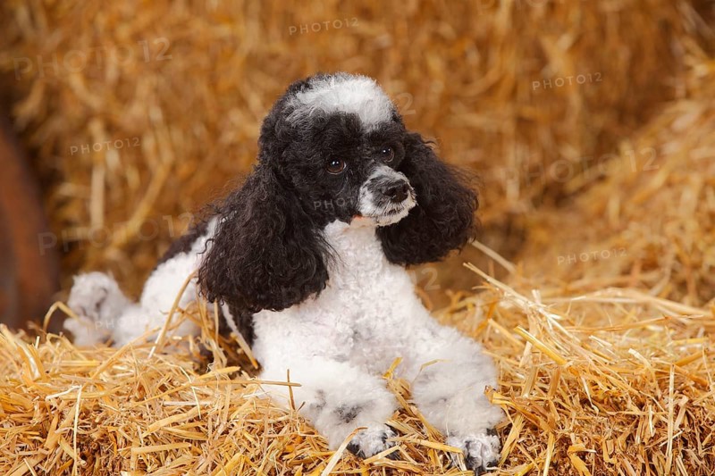 Toy Poodle