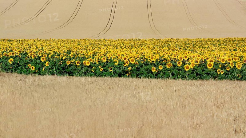 Sunflowers (Helianthus annuus) between corn fields