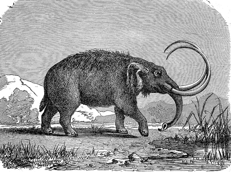 Mastodon