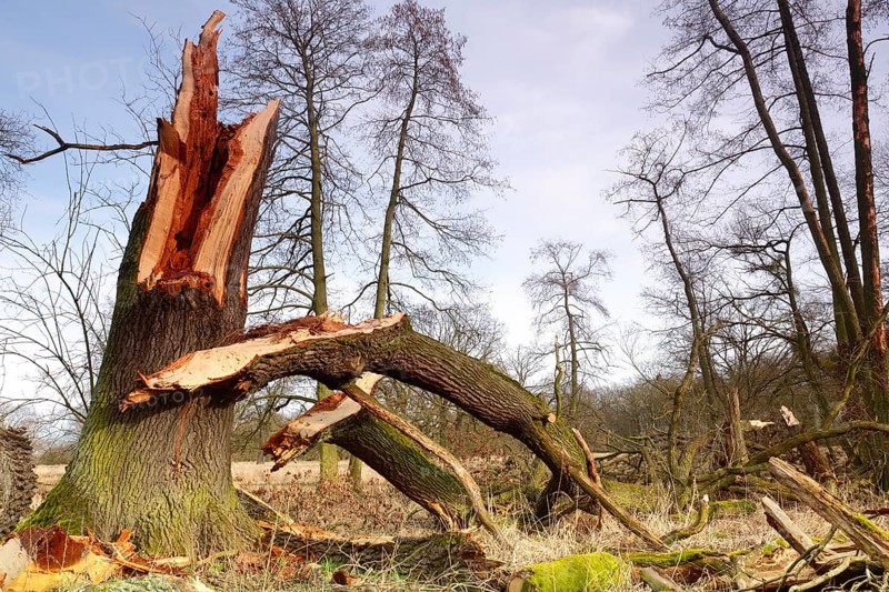 Windthrow of an oak