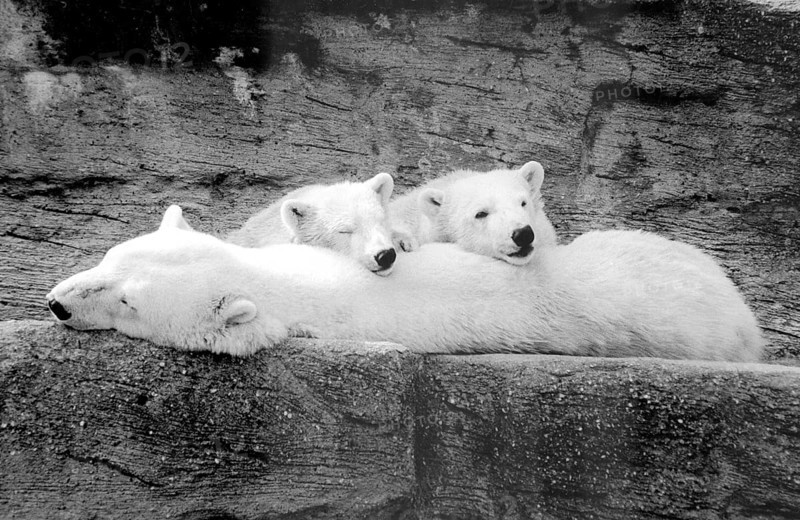 Polar bears