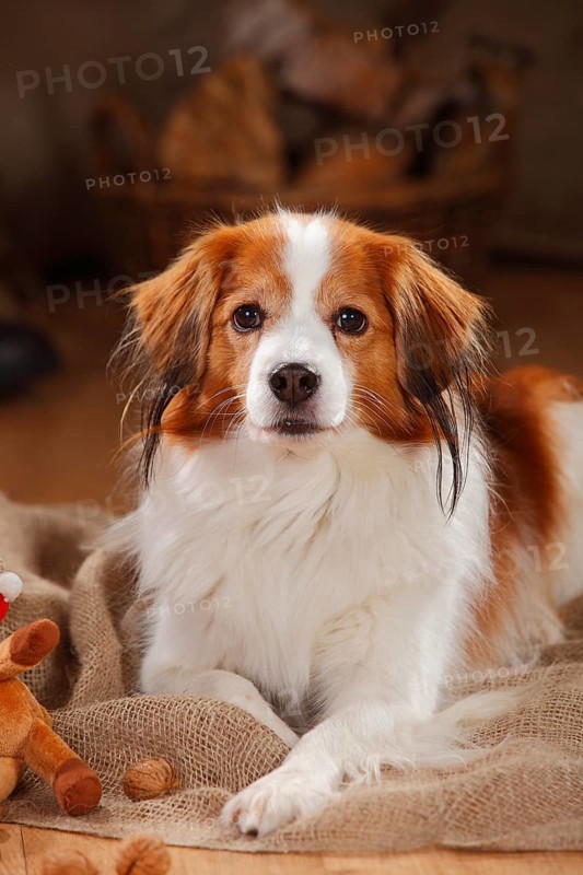 Kooikerhondje