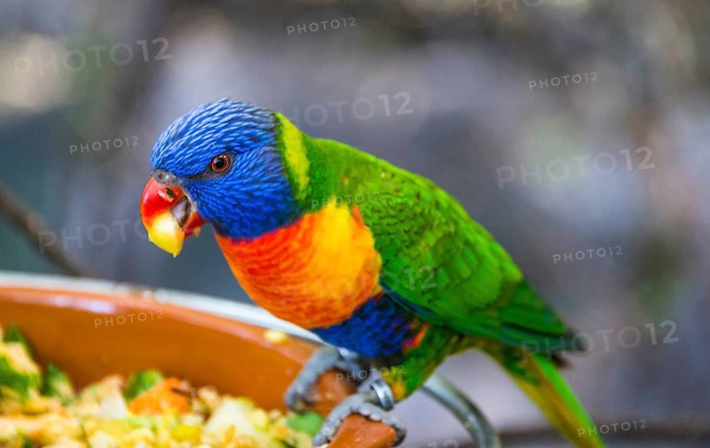 Swainson's Lorikeet (Trichoglossus haematodus moluccanus)