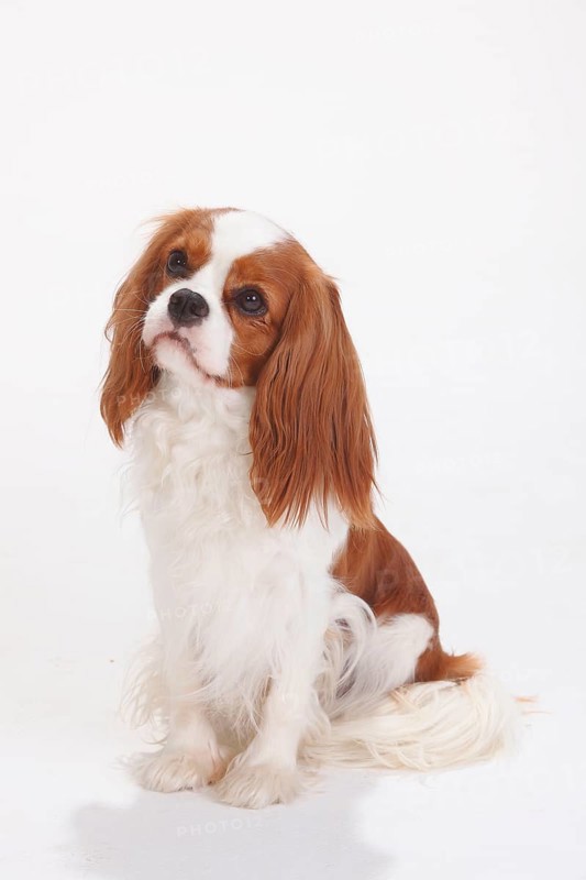 Cavalier King Charles Spaniel